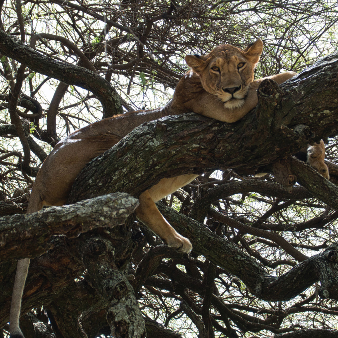 lake_manyara3