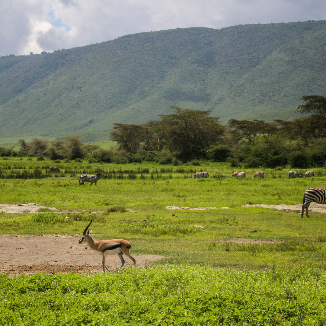 ngorongoro2