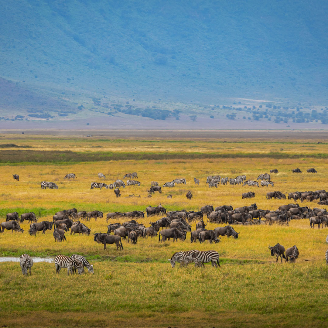 ngorongoro3