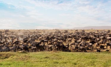 8-Day Luxury Safari: The Great Migration Crossing