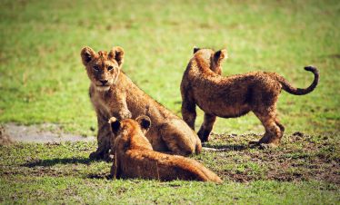 3-Day Tanzania Big Five Luxury Safari