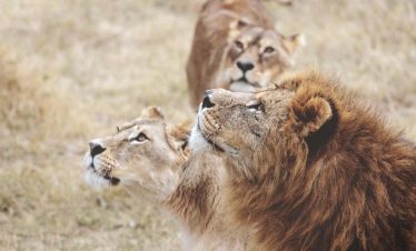 6-Day Tanzania Luxury Safari: Essence of the Wild