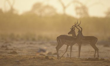11-Day Mid-Range Northern Tanzania Safari & Zanzibar