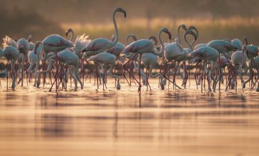4-Day Adventure Luxury Safari: Quick Exploration of Tanzania