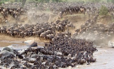 10-Days Tanzania Safari: The Great Migration Crossing