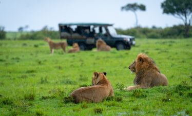 5-Day Tanzania Family Safari: Tarangire, Ngorongoro Crater, and Serengeti