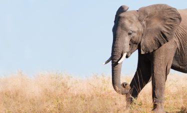Day Trip from Arusha to Tarangire National Park