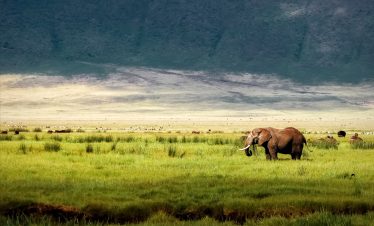 Ngorongoro Crater Day Trip