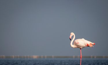 Lake Manyara National Park Day Trip