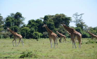Arusha National Park Day Trip