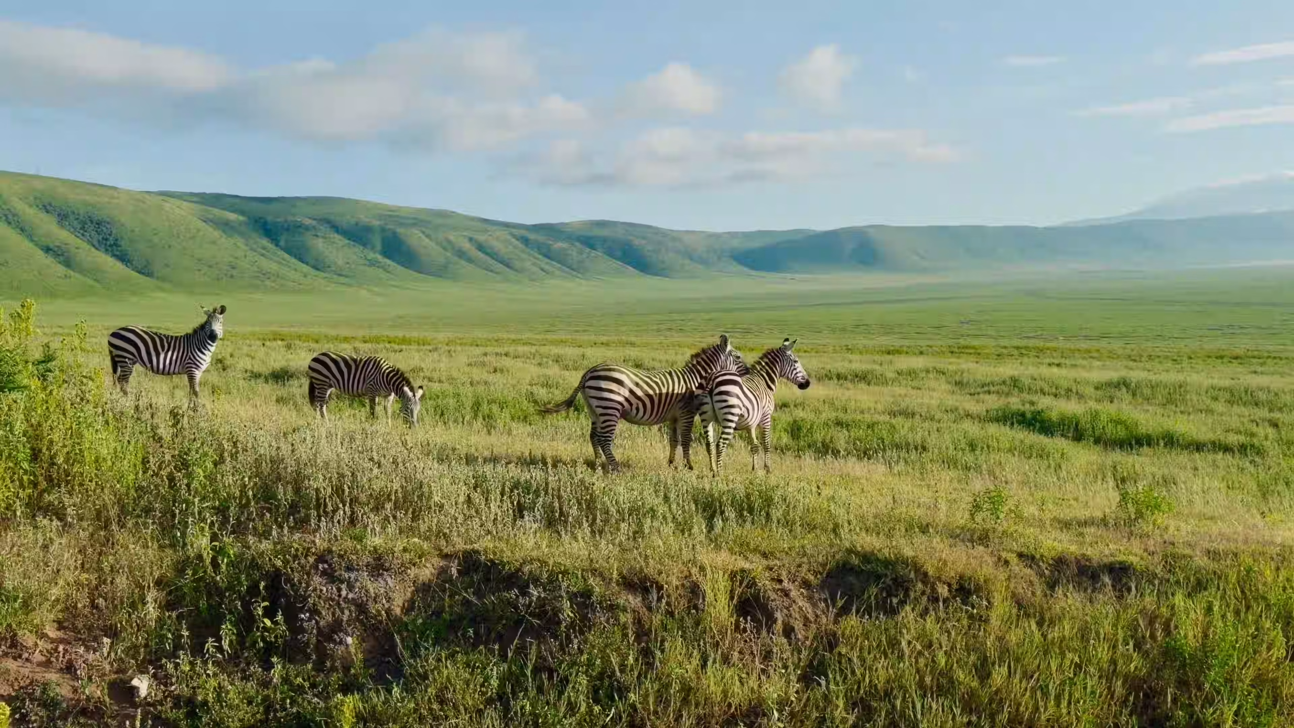 zebras (1)